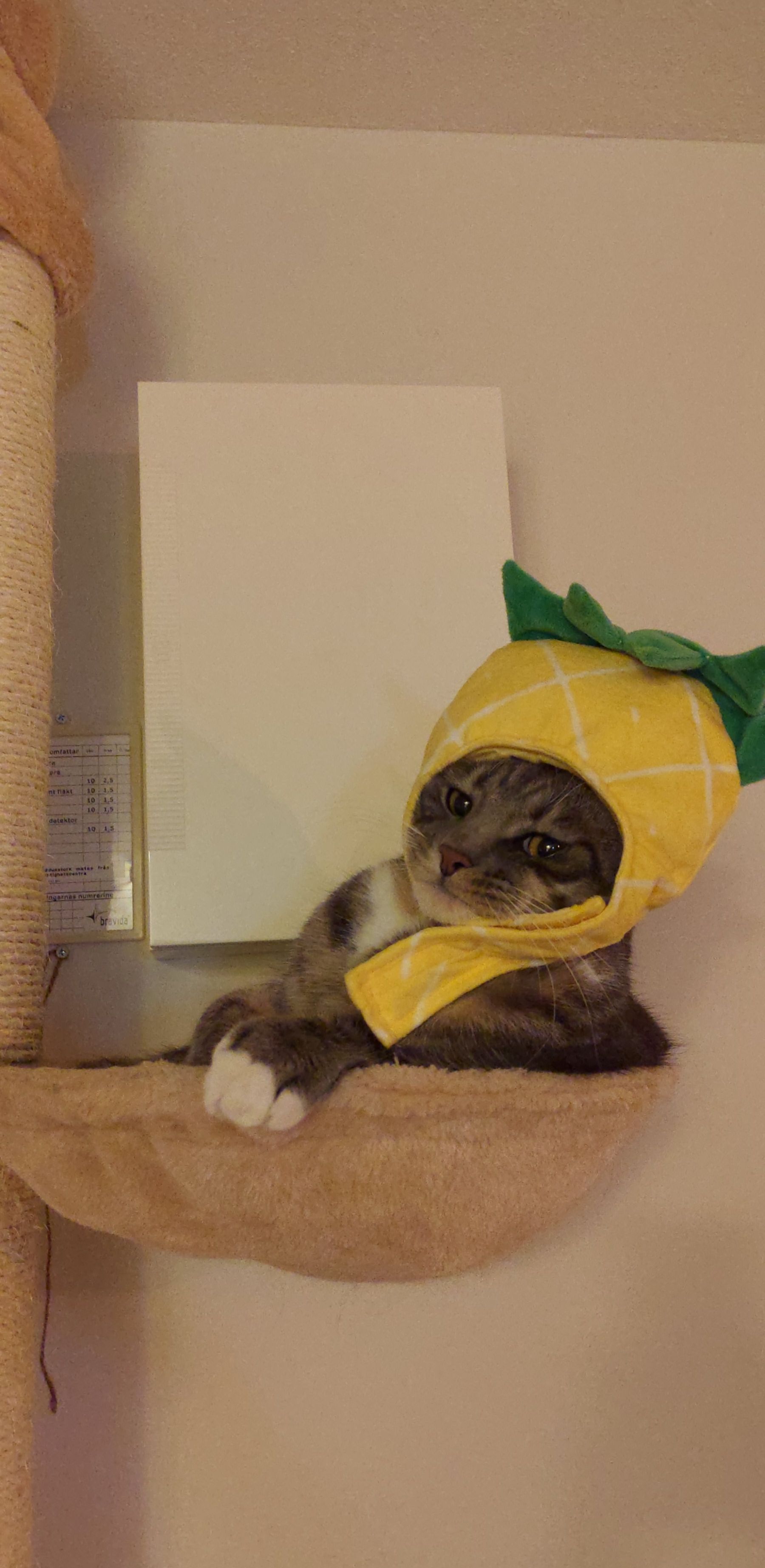 A cat with a pineapple hat